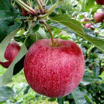 Apfel Obstbrand