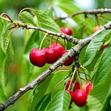 Obstbrand Süßkirsche