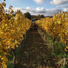 Weingut Brodbeck Bötzingen - Impressionen