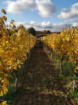 Weingut Brodbeck Bötzingen - Impressionen