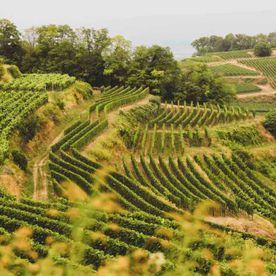 Weingut Brodbeck Bötzingen - Impressionen