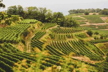 Weingut Brodbeck Bötzingen - Impressionen
