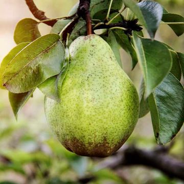 Obstbrand Williams Birne