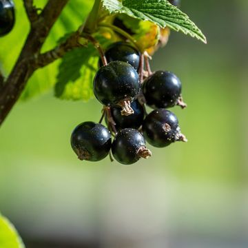 Obstbrand Schwarze Johannisbeere