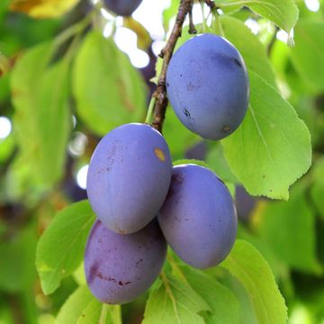 Obstbrand Zwetschge